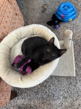 Rescue Domestic Short Hair Cats for Adoption in Hoyleton, Illinois - Vlad | PetCurious