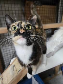 Rescue Domestic Short Hair Cats for Adoption in Salinas, California - Mama Greta | PetCurious