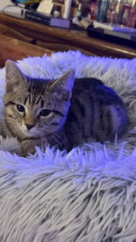 Rescue Domestic Short Hair and Tabby Cats for Adoption in Morehead, Kentucky - Mira YOUNG TABBY FEMALE | PetCurious