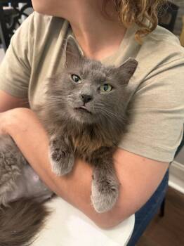 Nebelung Cats Available for Adoption in Camden, South Carolina - Filibuster | PetCurious