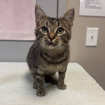 Domestic Short Hair Cats Available for Adoption in Blue Ridge, Georgia - Allay | PetCurious