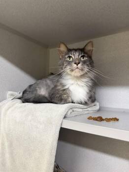 ALMOND JOY -  Domestic Long Hair Cat for Adoption in Omaha, Nebraska - ALMOND JOY | PetCurious