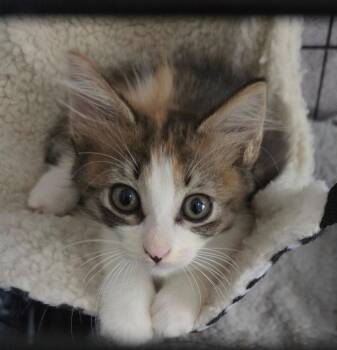 CLARA -  Domestic Medium Hair Cat for Adoption in Orlando, Florida - CLARA | PetCurious