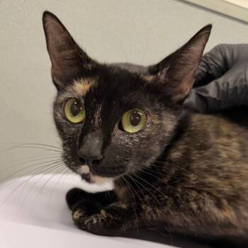 Sasha -  Domestic Short Hair Cat for Adoption in Tampa, Florida - Sasha | PetCurious