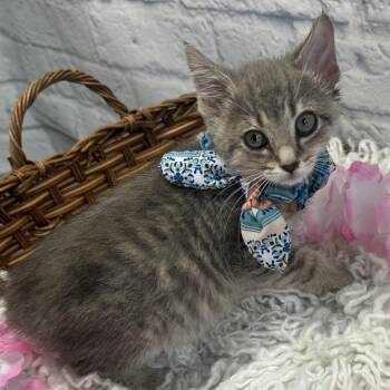 Brooklyn -  Domestic Short Hair Cat for Adoption in Harrisonburg, Virginia - Brooklyn | PetCurious