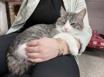 Domestic Short Hair Cats Available for Adoption - Baxter | PetCurious