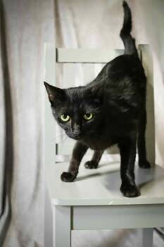 Rescue Domestic Short Hair Cats for Adoption in Cosby, Tennessee - Olivia | PetCurious