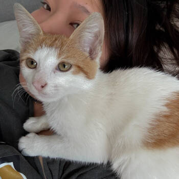 Rescue Domestic Short Hair Cats for Adoption in New York, New York - Krispy Kreme | PetCurious