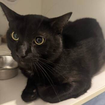 Cricket -  Domestic Short Hair Cat for Adoption in Dearborn, Michigan - Cricket | PetCurious