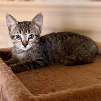 Rescue Domestic Short Hair Cats for Adoption in League City, Texas - Wyatt-Orange | PetCurious