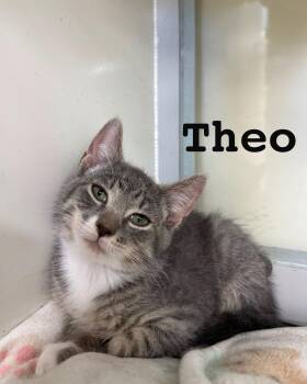 Theo -  Domestic Short Hair Cat for Adoption in Hazlet, New Jersey - Theo | PetCurious