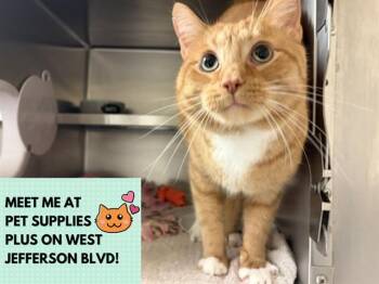 MERLIN -  Domestic Short Hair Cat for Adoption in Fort Wayne, Indiana - MERLIN | PetCurious