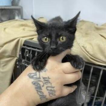 Indigo (FKA C KIT 3) -  Domestic Short Hair Cat for Adoption in Marble, North Carolina - Indigo (FKA C KIT 3) | PetCurious