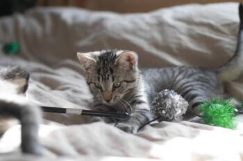 Domestic Short Hair Cats Available for Adoption in Pomona, New York - Pinecone | PetCurious