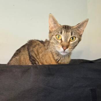 Mabel -  Domestic Short Hair Cat for Adoption in Chaska, Minnesota - Mabel | PetCurious