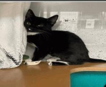 Pollux -  Domestic Short Hair Cat for Adoption in Largo, Florida - Pollux | PetCurious