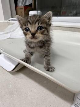 Domestic Short Hair Cats Available for Adoption in Baytown, Texas - CHIMERA | PetCurious