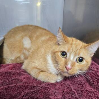 Baby -  Domestic Medium Hair Cat for Adoption in Marble, North Carolina - Baby | PetCurious