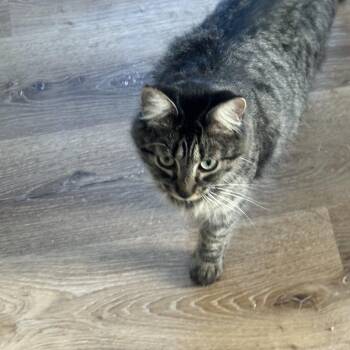 Domestic Medium Hair Cats Available for Adoption in Charlotte, North Carolina - Angel | PetCurious