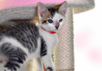 COOKIE -  Domestic Short Hair Cat Available for Adoption in Fort Lauderdale, Florida - COOKIE | PetCurious