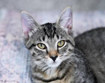 Phyllis -  Tabby and Domestic Short Hair Cat for Adoption in Chattanooga, Tennessee - Phyllis | PetCurious