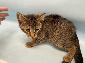 Julia -  Domestic Medium Hair and Domestic Short Hair Cat for Adoption in Golden Valley, Minnesota - Julia | PetCurious