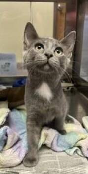 Liam -  Domestic Short Hair Cat for Adoption in West Chester, Pennsylvania - Liam | PetCurious