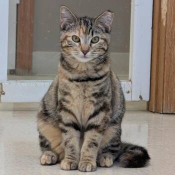 Domestic Short Hair Cats Available for Adoption in Milford, Iowa - Flora | PetCurious