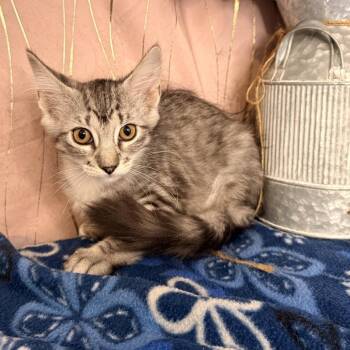 Cady -  Domestic Medium Hair Cat for Adoption in Hattiesburg, Mississippi - Cady | PetCurious