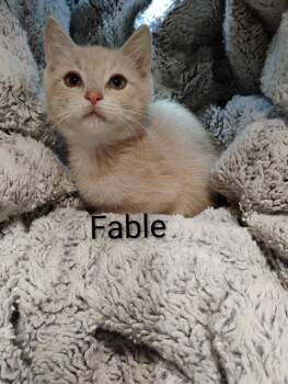 Rescue Domestic Short Hair Cats for Adoption in Oak Park, Michigan - Fable | PetCurious