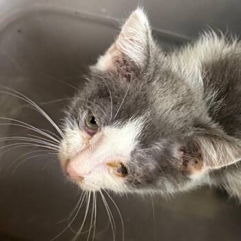 Belly -  Domestic Short Hair Cat for Adoption in Winston-salem, North Carolina - Belly | PetCurious