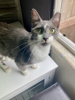 Monkey -  Domestic Short Hair and Tabby Cat for Adoption in San Diego, California - Monkey | PetCurious