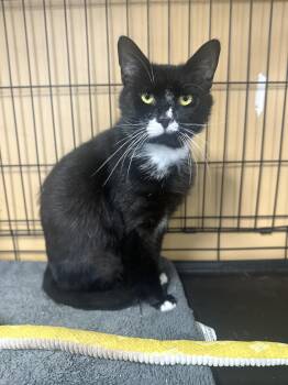 Domestic Short Hair Cats Available for Adoption in Pleasantville, New Jersey - Nero | PetCurious
