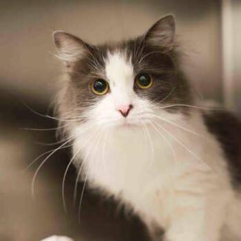 Domestic Long Hair Cats Available for Adoption in Atlanta, Georgia - Mister Man | PetCurious