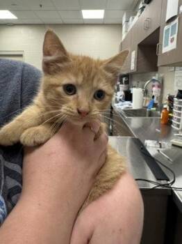 Funshine Bear -  Domestic Short Hair Cat for Adoption in Fishers, Indiana - Funshine Bear | PetCurious