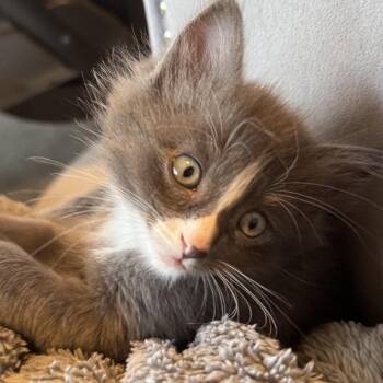 Feta -  Domestic Short Hair Cat for Adoption in Wichita, Kansas - Feta | PetCurious