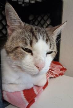 Derrick -  Domestic Short Hair Cat Available for Adoption in Fremont, Ohio - Derrick | PetCurious