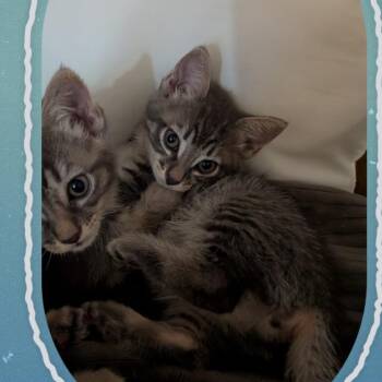 Ash and Ember -  Tabby Cat for Adoption in Costa Mesa, California - Ash And Ember | PetCurious