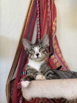 Moggy -  Domestic Short Hair Cat for Adoption in Tucson, Arizona - Moggy | PetCurious