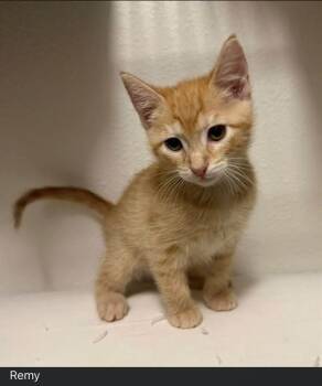 REMY -  Domestic Short Hair Cat for Adoption in Ocala, Florida - REMY | PetCurious