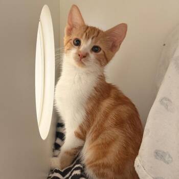 Arthur -  Domestic Short Hair Cat for Adoption in Ojai, California - Arthur | PetCurious