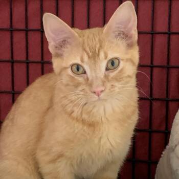 Frodo Baggins -  Domestic Short Hair Cat for Adoption in Chicago, Illinois - Frodo Baggins | PetCurious