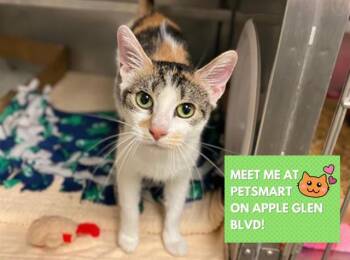 Domestic Short Hair Cats Available for Adoption in Fort Wayne, Indiana - CRIMSON | PetCurious