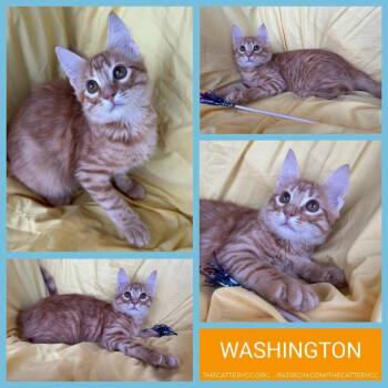Washington -  Domestic Medium Hair Cat for Adoption in Corpus Christi, Texas - Washington | PetCurious