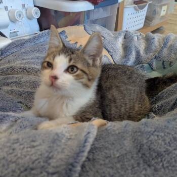 Perry -  Domestic Short Hair Cat for Adoption in La Grange, Kentucky - Perry | PetCurious