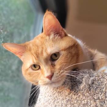 Rescue Domestic Short Hair Cats for Adoption in Rochester, Minnesota - Princess | PetCurious