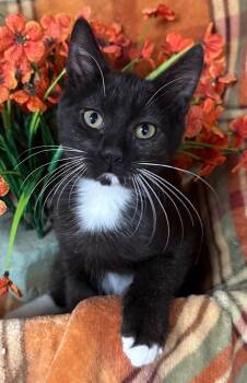 4/27/26 Zippy -  Domestic Short Hair Cat for Adoption in Stillwater, Oklahoma - 4/27/26 Zippy | PetCurious