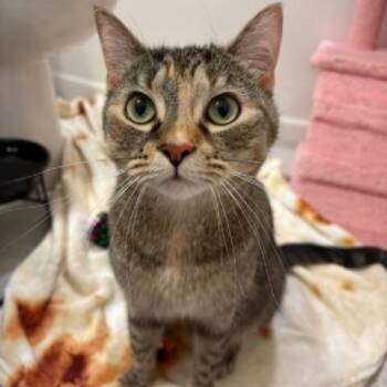 Domestic Short Hair Cats Available for Adoption in Richmond, Virginia - Mayo | PetCurious
