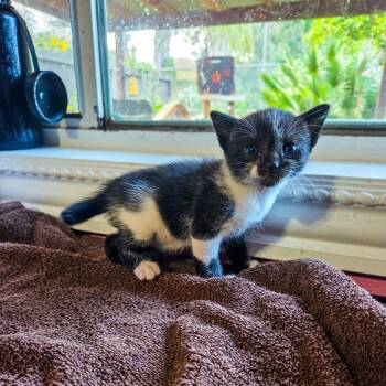 Domestic Short Hair Cats Available for Adoption in San Diego, California - Twist | PetCurious