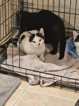 Rescue Domestic Short Hair Cats for Adoption in Brigham City, Utah - Finn | PetCurious